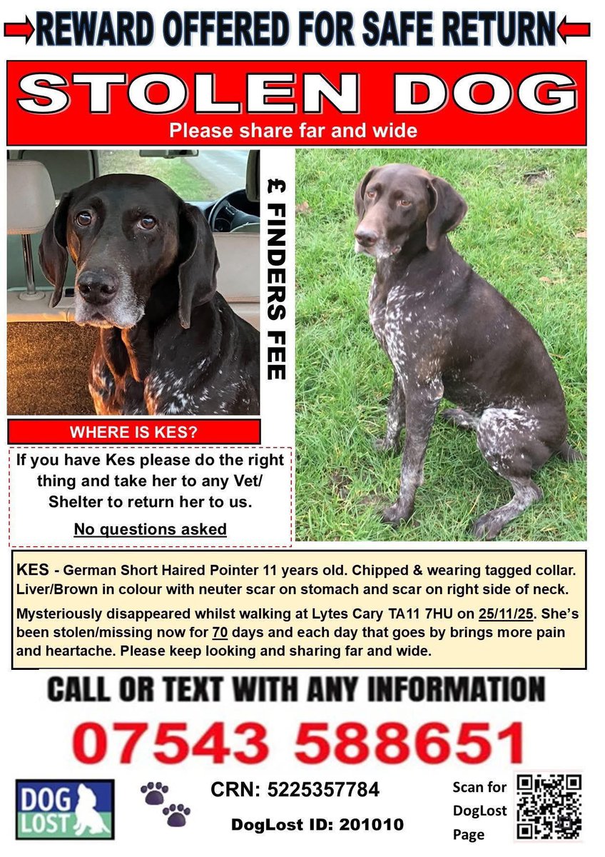rosieDoc2's tweet image. #Stolendoghour 
Still desperately searching for KES.  Pls  RT far and wide.
NOT  seen since Sat, 22/11/25, she went missing under suspicious circumstances in #LytesCary #Somerset 
doglost.co.uk/dog/201010
Pls keep looking — especially locally.
@bbcsomerset @RachaelB100 @qu1ncey