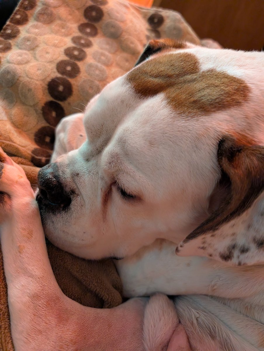 #Hector in charge tweet media