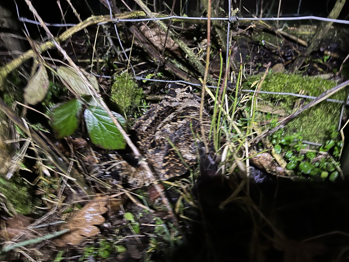 RichGargett's tweet photo. Out walking my #labrador dogs tonight at dusk, when they started marking something in the hedge. Close look with the torch &amp; saw this bird crouched there. https://t.co/fytKhFfk6w
