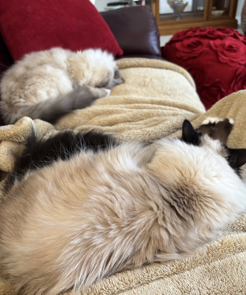 Just to reassure y’all, we have moved from this spot since last week
#catblanketsunday
♥️😘Ari &amp; Cali💋♥️ #CatsOfX