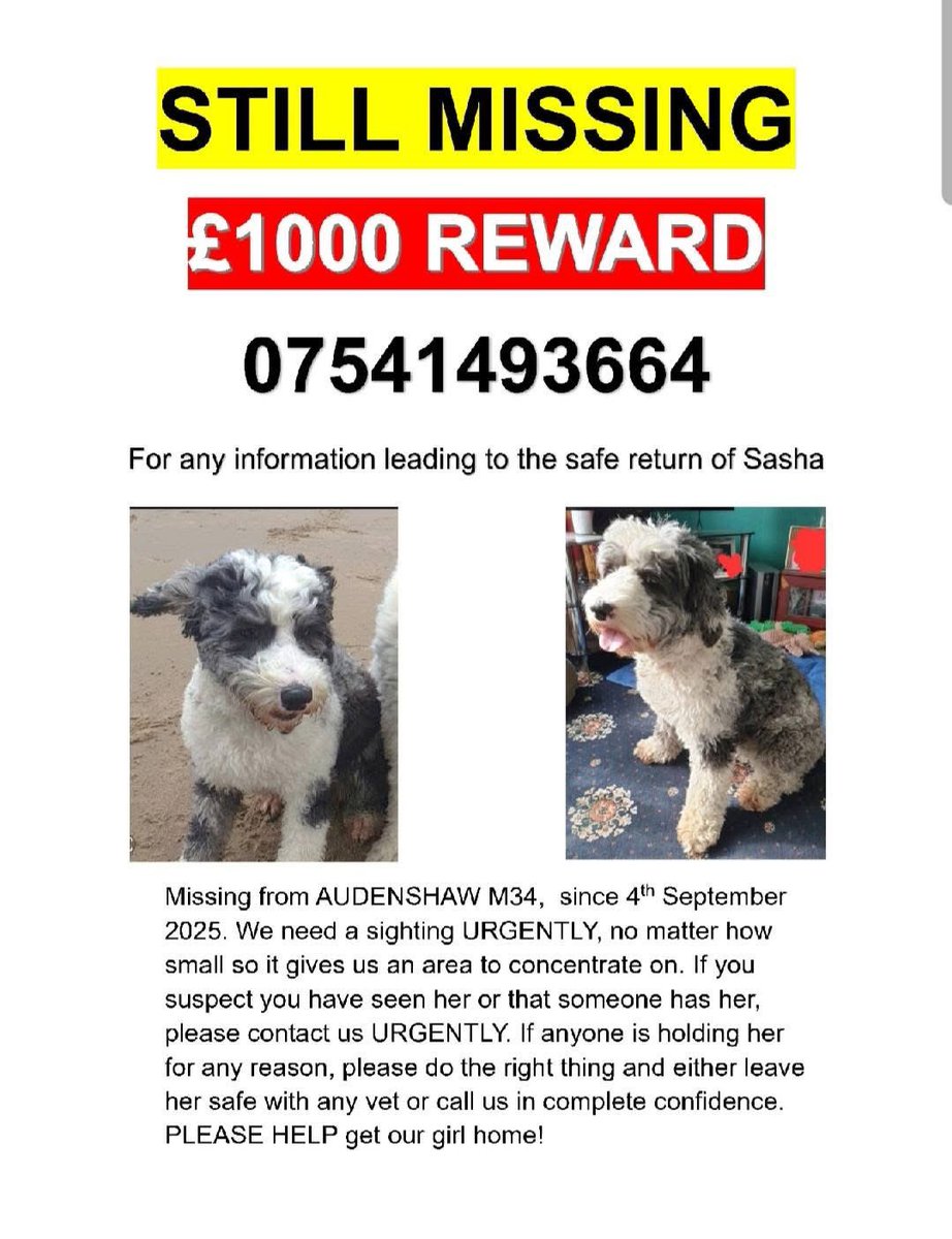 rosieDoc2's tweet image. #StolenDogHour 5 months and still no news - thought to be #stolen #theftbyfinding 
SASHA ... Last seen running across Guide Lane, Guide Bridge, #Audenshaw #M35 approx 5.30pm Thurs 4/9/25 
PLS help end this nightmare for us
doglost.co.uk/dog/199894

@AudenshawLabour @HelWittman2
