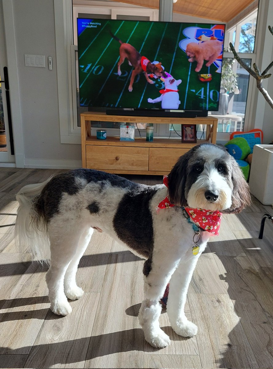 BSheepadoodle tweet picture