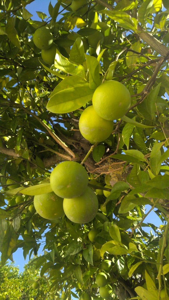 DaniElefantman's tweet photo. Limas  o pomelos verdes  #citricos #hacerfotos #limas #frutas https://t.co/OunHDwDJpM
