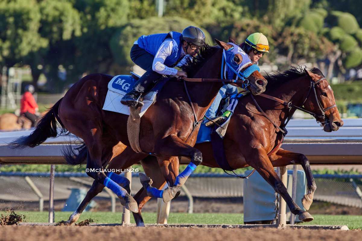 J McLaughlin Safford tweet media