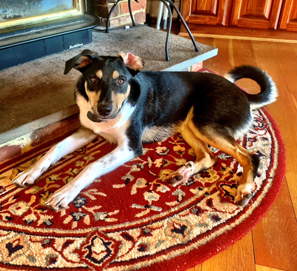 CanniFortunati's tweet photo. @NiallHarbison Our rescue, Ender, 3 years old. https://t.co/cfOD0knv7v
