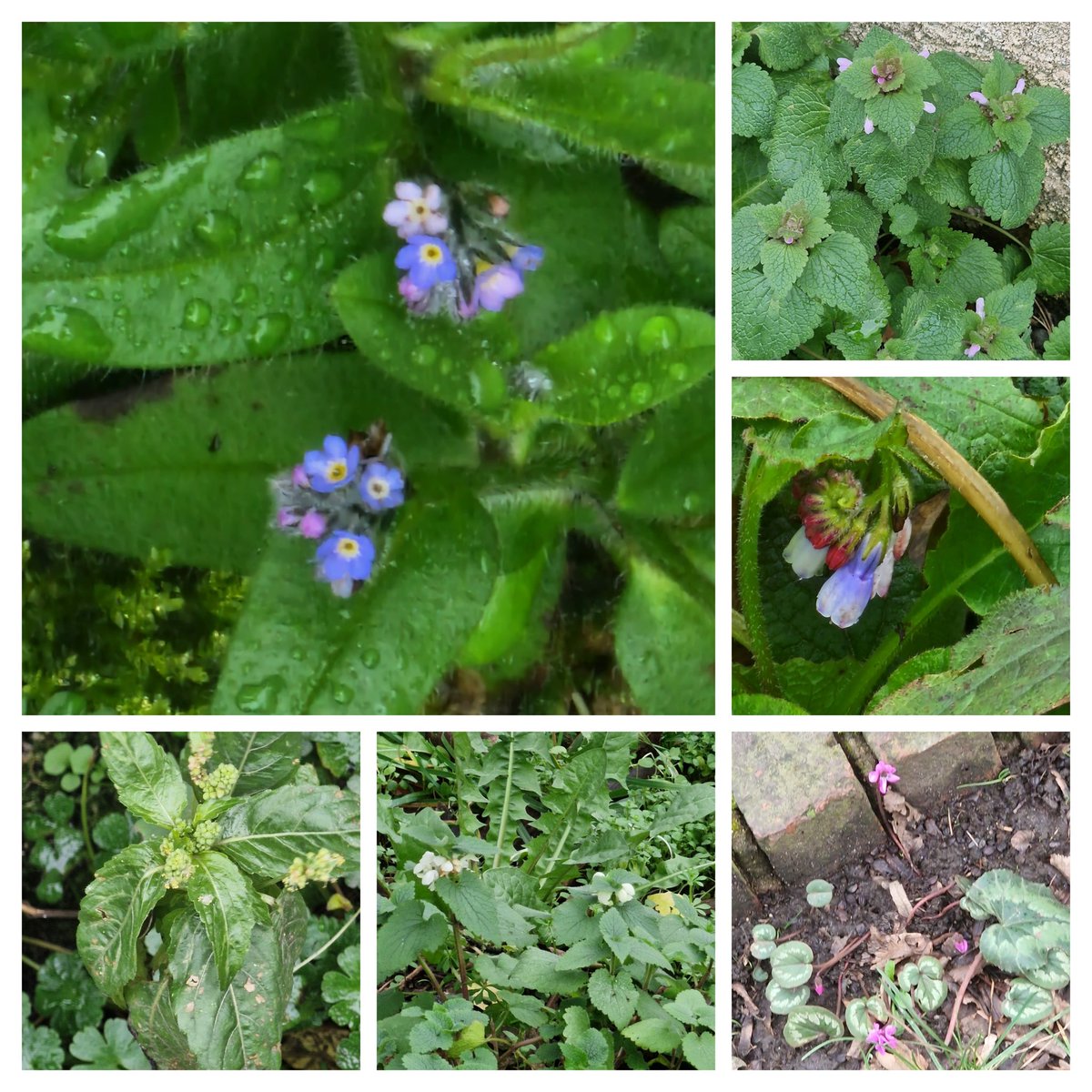StroudStory's tweet photo. Selections from last Monday's slightly belated #February #flowercount for #thewinterten #wildflowerhour, from snowdrops to comfrey, celandines to cyclamen, all wild or feraling in and around #Stroud - I think my count was 45 in total. https://t.co/T3naZKCNGz