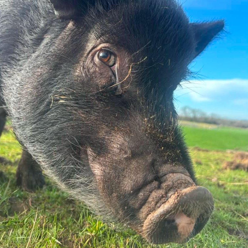 📅 14th February 2026
🏷️ Instagram/footprintsanimalsanctuary
💕 #animaloftheday