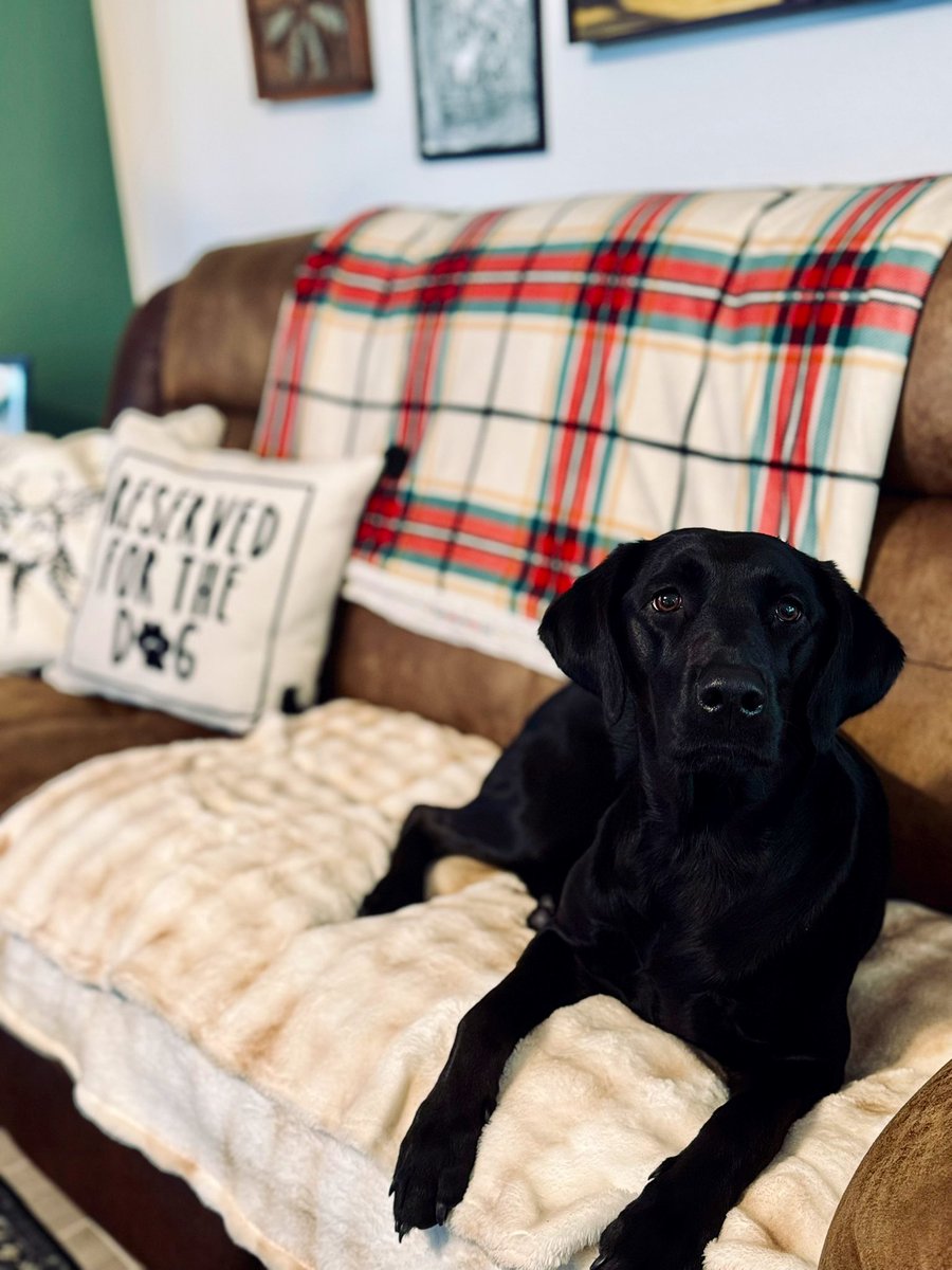 CrownedRuby tweet media