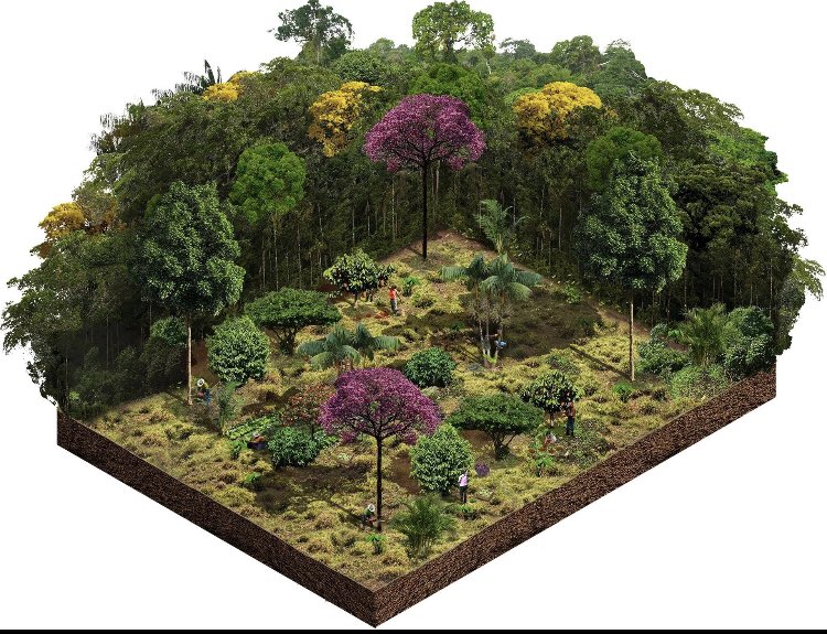 AAgroforestal's tweet photo. https://t.co/SqZGakehx6
