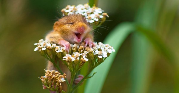 Kamika 🇪🇺🕷️🕊🇨🇦🐈⬛🇺🇦 Sei ein Mensch tweet media