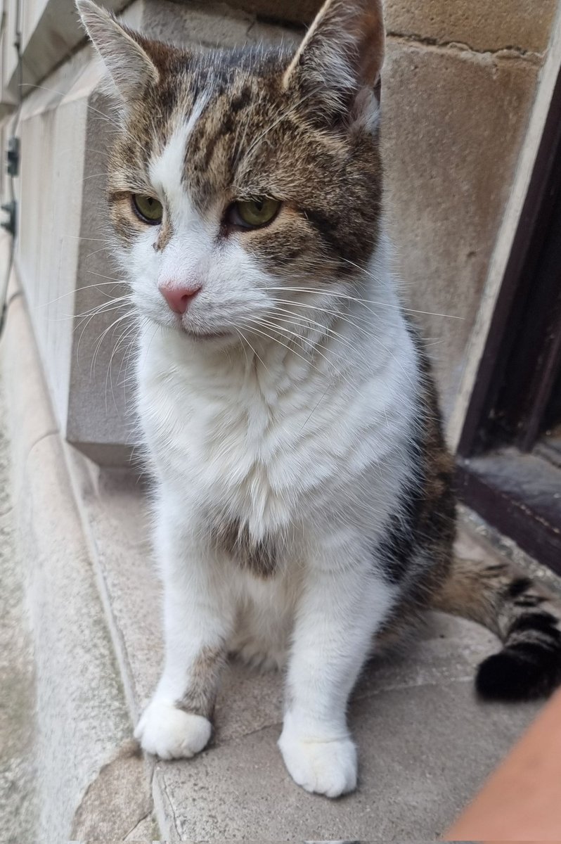 Happy Sunday from The Boss. A week til he celebrates his 15 Year Anniversary in Downing St. He was meowing at me today, a rare but surefire sign that snacks must be provided as the before and after pics show.