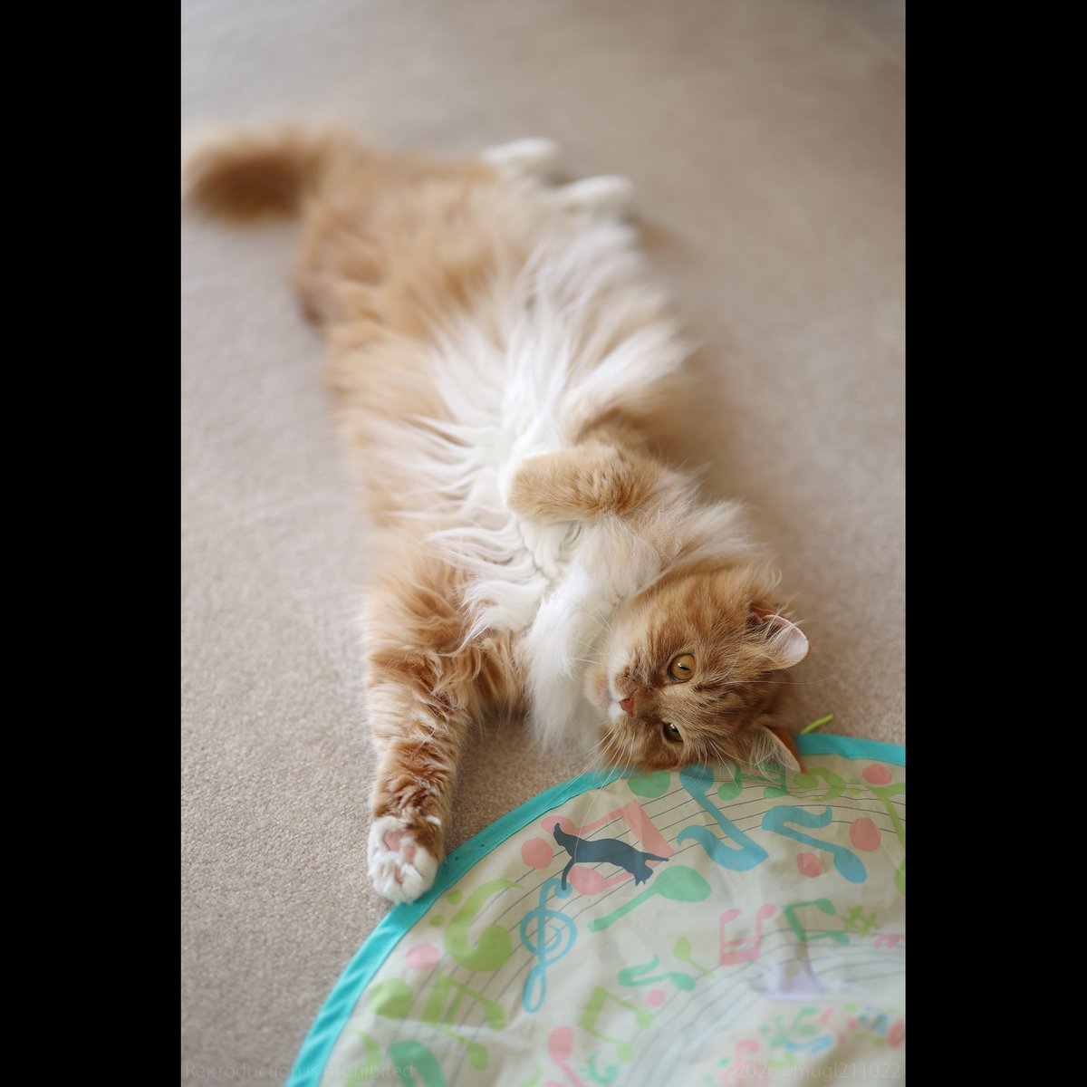 むぎの日常 (@mugi211022) / Posts / X