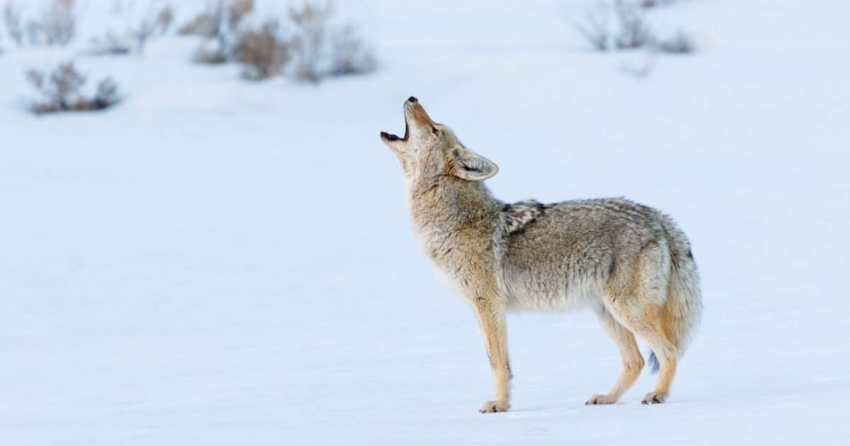 Did you spot a coyote? It’s normal, especially in the winter. Coyotes are part of our city.
 
Visit Toronto.ca/coyotes to learn about coexisting with coyotes in our city.