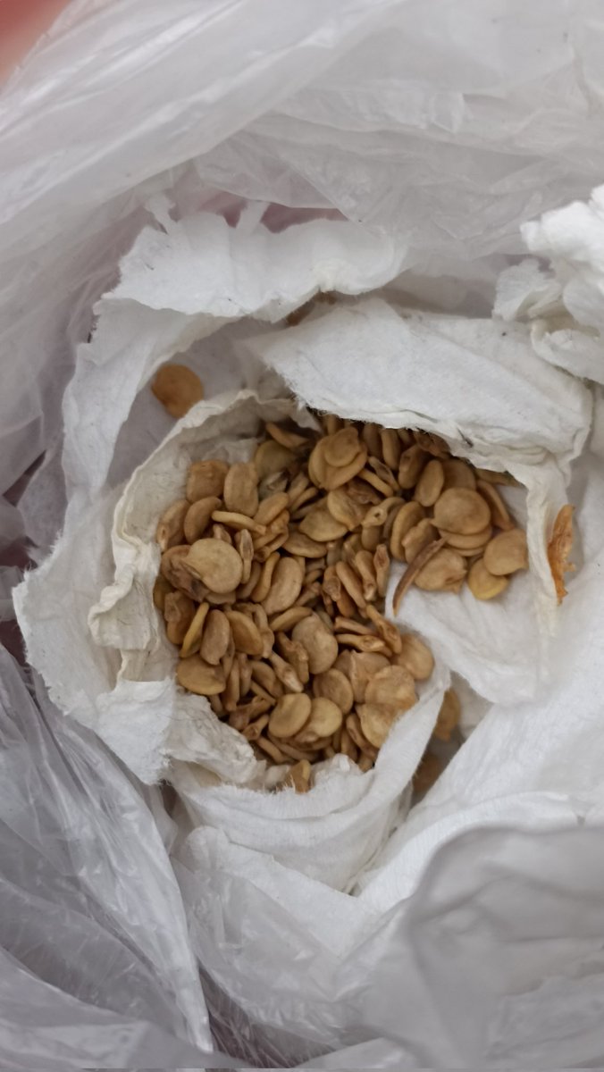 رسامة الكاريكاتير أمية جحا cartoonist Omayya Joha tweet media