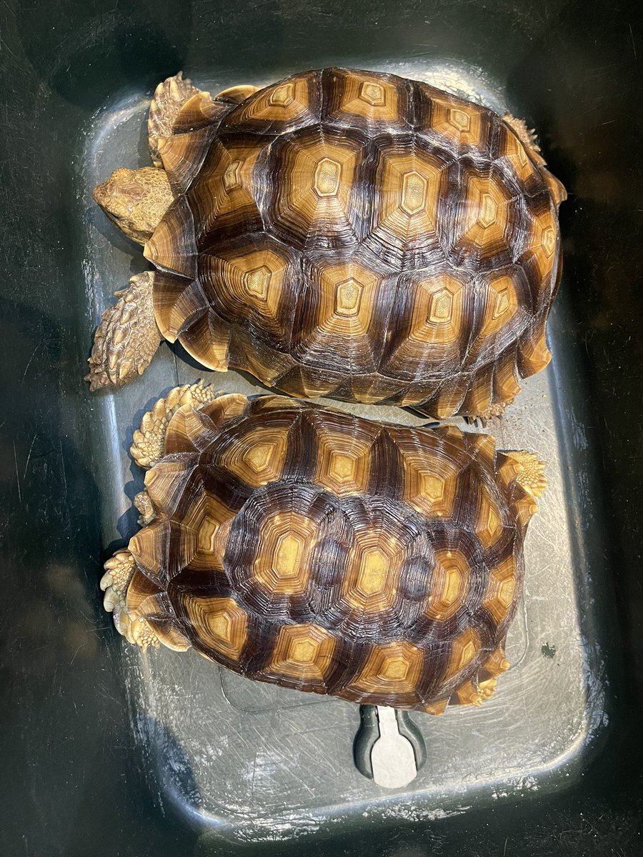 🐾ケヅメリクガメ🐾
アゴちゃん❤️生まれつきの個性で、食べる歩くは何の問題もありません。定期的に連れて来て下さればカットもしますよ👍
ただ！ただ！一言…めっちゃ綺麗😍28cmです。昨日ポストの子と比べて良くわかります🐢名前はアゴちゃんでお願いします笑
#ケヅメリクガメ