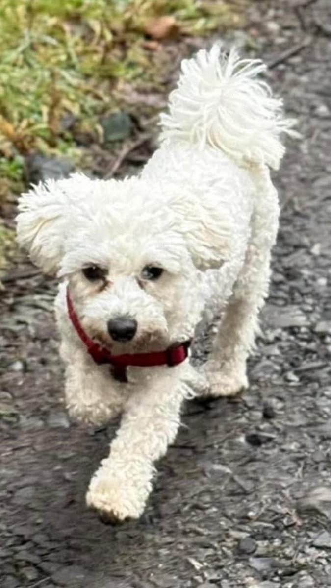 #StolenDogHour 
Remembering poppy today a year to the day she went missing I still hold out hope she will be found safe and well 
she got spooked/ran from #dogwalker her family miss her and will give a large reward 💶and the world to have her back
#Kerinstown #Westmeath