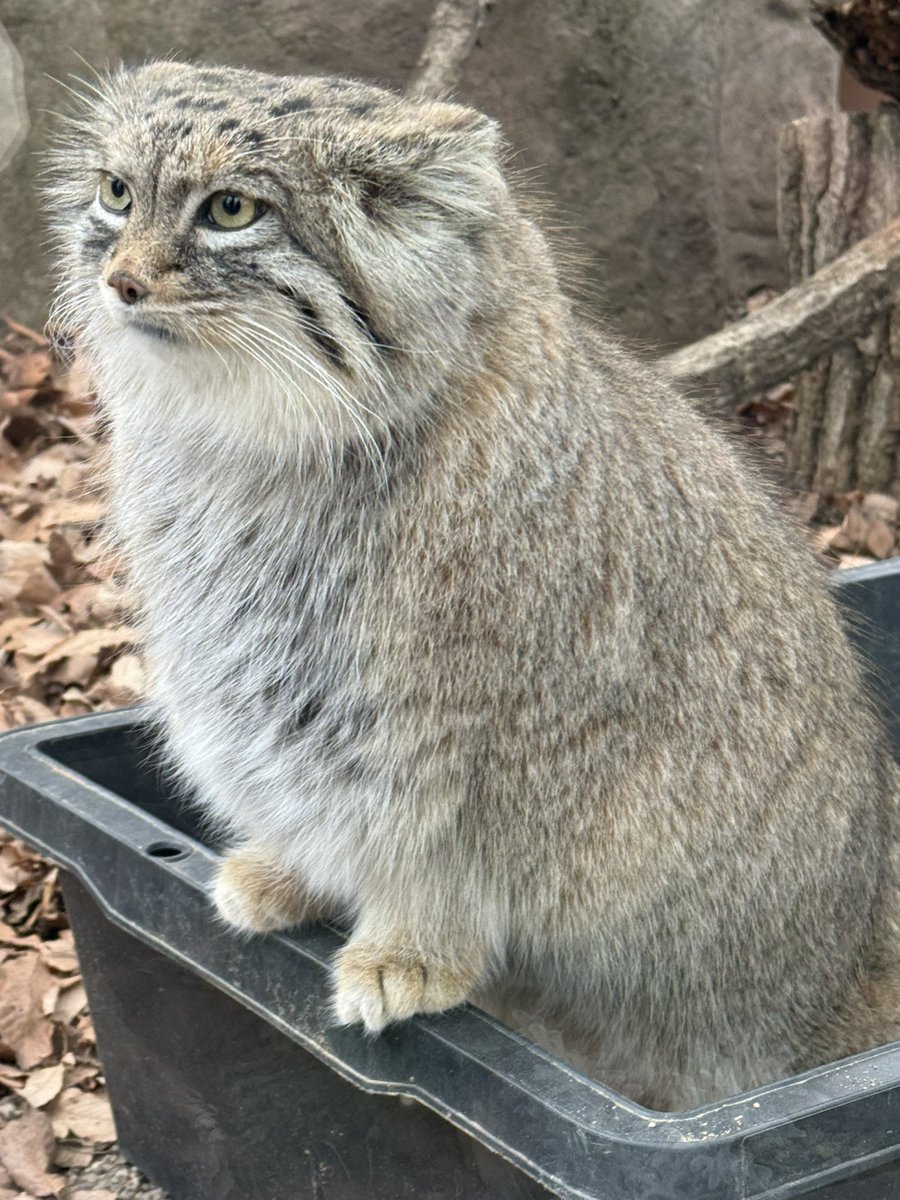 mucctk9655's tweet photo. オリーヴァ
#オリーヴァ
#マヌルネコ
#埼玉こども動物自然公園 https://t.co/NNfaHw2uoE