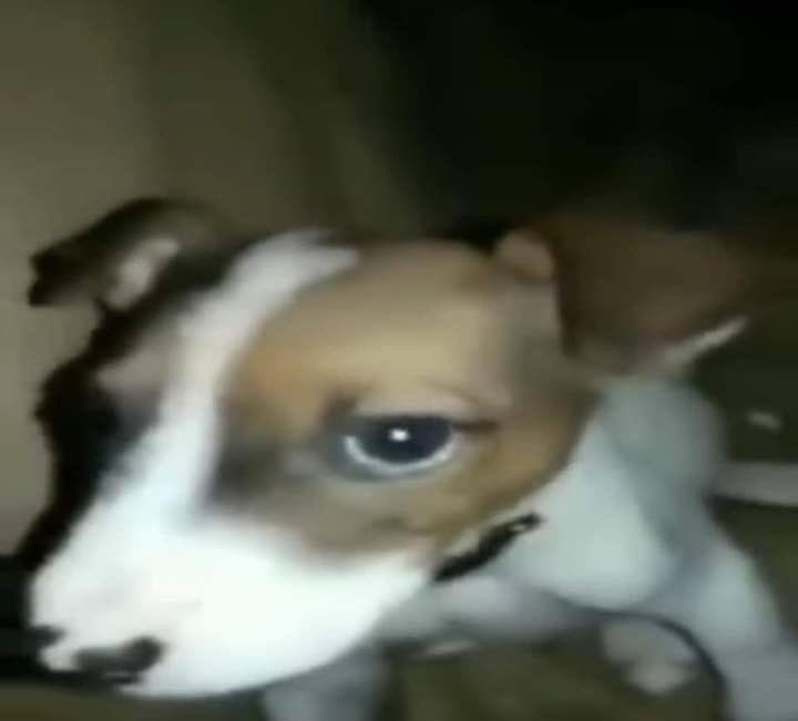 ratavampiresca's tweet image. esse cachorro vai ja e morre so comendo pao com banana