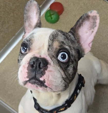 Animal Matters tweet media