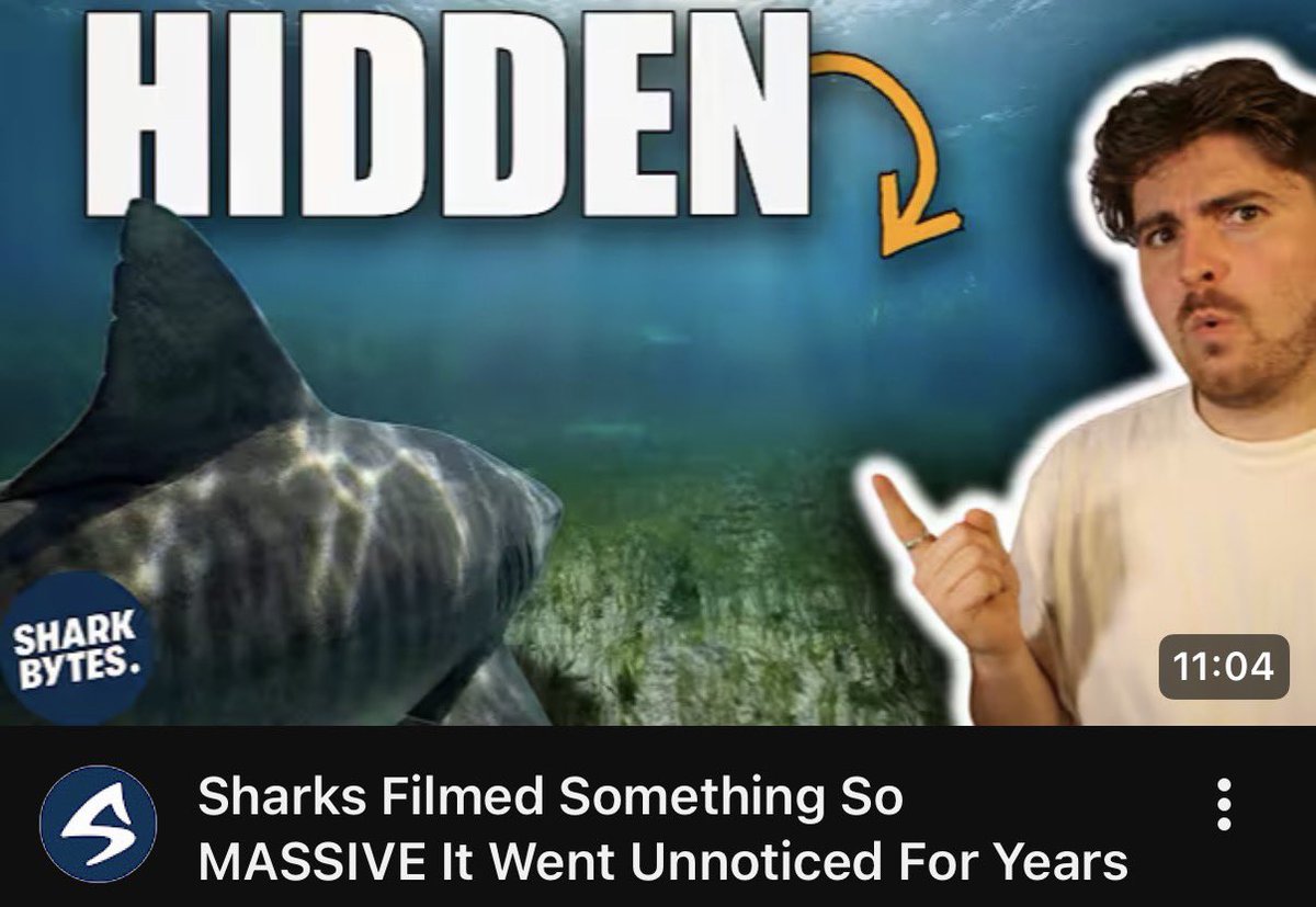 Shark Bytes tweet media