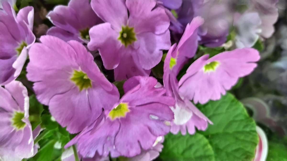 TLを花でいっぱいにしよう