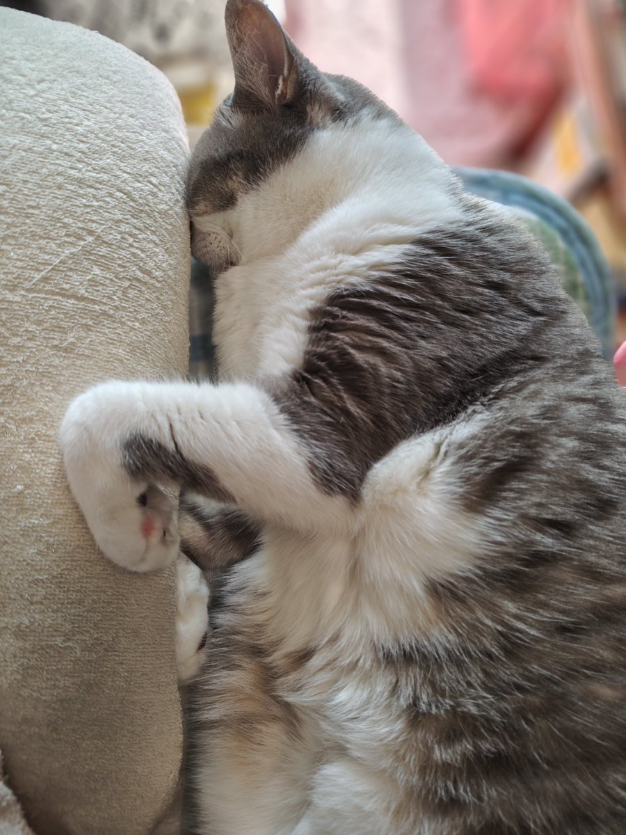 おはようございます♪ヾ(⌒(_*'ω'*)_ 顔をくっつけて寝るの好き