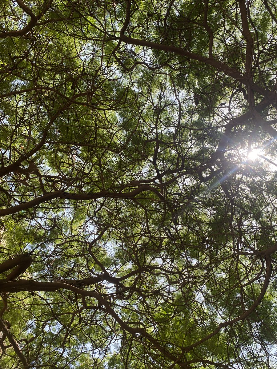 ريڤن tweet media