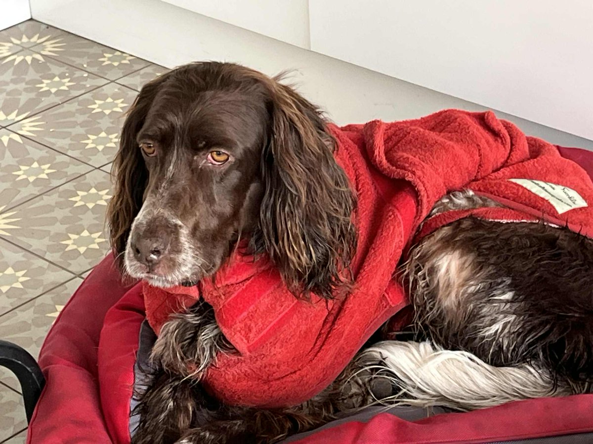 Missing Pets GB tweet media