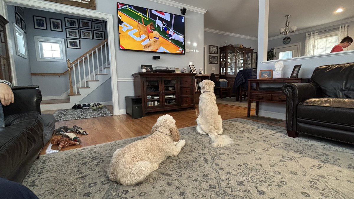 derekbarr's tweet photo. #PuppyBowl https://t.co/ePa9Y6qHYm