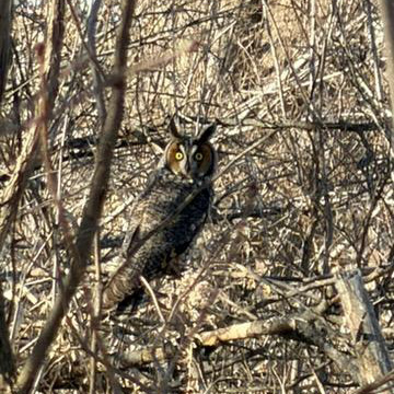 CityofCRiowa's tweet photo. Big Game Sunday calls for a little Superb Owl energy ππ¦
Earlier this week, our Forestry team came across long-eared owls tucked into the trees at Gardner Golf Course. Calm. Quiet. Watching. π²π
#SuperbOwl #BigGameSunday #CRParks #GardnerGolfCourse https://t.co/qP6YMDVlGG