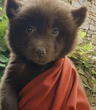 S1merci's tweet image. Fuck it instead of 2 sol among 5 people 5 people get one sol, I’ll pick the 5 as soon as I wake up 

Under this post comment your meme and wallet,   Also post your meme in the community 

x.com/i/communities/…

( Refrain from posting your wallet in the community ) thanks