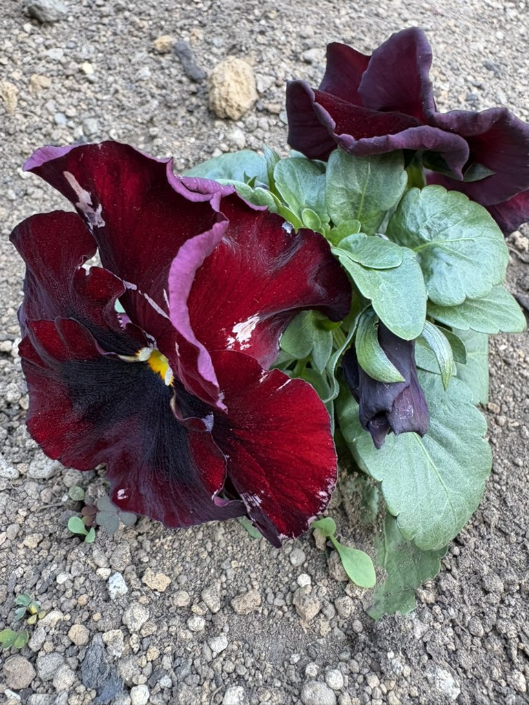 E8%87%AA%E5%88%86%E3%81%AE%E4%BF%A1%E5%BF%B5