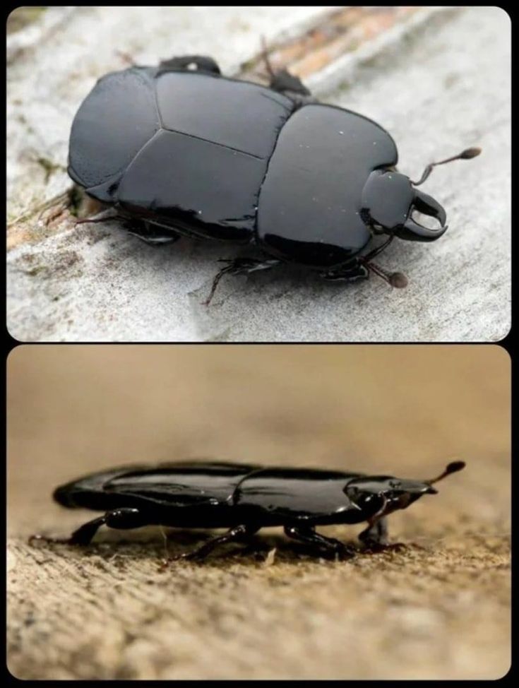 colligocritters's tweet image. man whatever.. squishes your bug