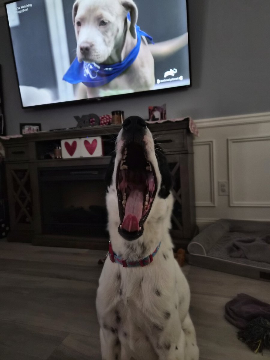 J_Pupello's tweet photo. Buddy is watching @AnimalPlanet #PuppyBowl ! Let's Go #TeamRuff ! https://t.co/6ZXWp4QR1s