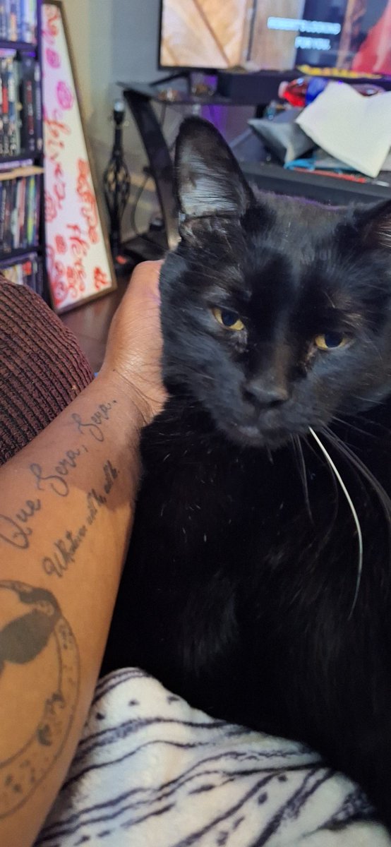 itskiyo's tweet photo. Look at his eyes 😍  #blackcats #bombaycats #Nisan https://t.co/IOQ7PomTnu