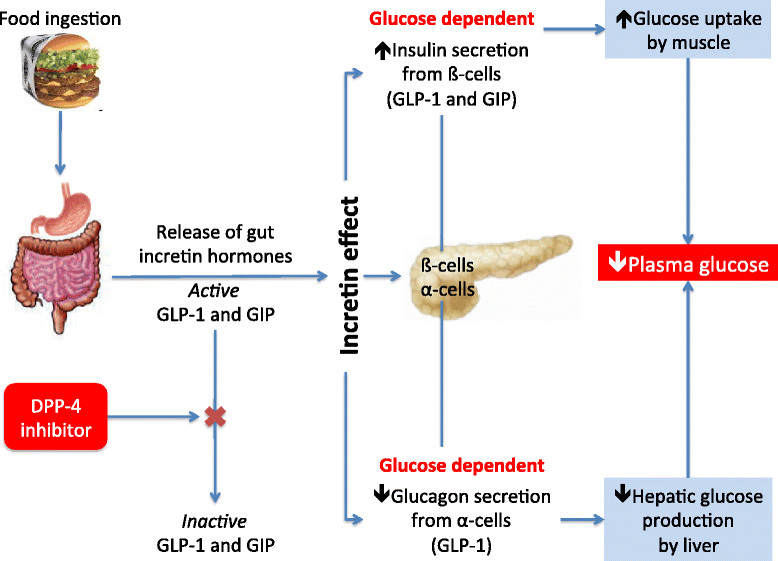 jack_schroder_'s tweet photo. Few people still don't realize that your gut is a natural pharmacy for GLP-1 + GIP which are the main peptides found in new GLP-1 weight-loss drugs.

All you have to do is reverse engineer why you're not making those properly.

The main reasons are:

— Lack of daily sunlight exposure (UVA, UVB, IR phases)
— Too much blue light/nnEMFs
— Chronic mental stress
— Consumption of nutrient-poor, hyperpalatable foods
— Antibiotics, jabs, pharmaceutical drugs, C-section, and not breasetfed (driving low beneficial flora + more)
— High environmental toxin load, or the inability to clear it (detoxification)
— Lack of exercise/movement and stiff fascia
— Poor breathing/biomechanics/posture
— Lack of probiotic-, and polyphenol-rich foods
— Poor digestive enzyme/stomach acid secretions

Your gut lining and microbiome can become so dysfunctional that:

a) the enteroendocrine cells stop functioning properly; they don't even release GLP-1/GIP, or they're completely displaced from the gut lining,
b) the microbiome is compromised which increases the degradation of incretins (DPP4),
c) the ~80% of your immune system sitting behind your gut is chronically activated and driving chronic inflammation that further adds fuel to the fire.

Your gut knows how to make these hormones, it's the compromised internal environment that prevents it from happening.

These drugs don’t create a new biochemical pathway, they bypass a broken one.

Optimize the inputs/terrain, and your outputs will come back online across the whole system, including your gut.