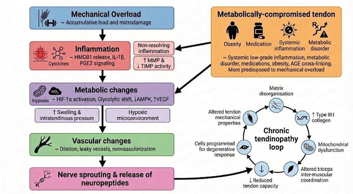Tendinopathy is more than just an overload injury. It behaves like a disease process via a cascade of mechanical, metabolic, vascular &amp; neural changes -locking the tendon in a degenerative loop when it becomes chronic.

Here is how I make sense of it with ref to the Achilles
🧬