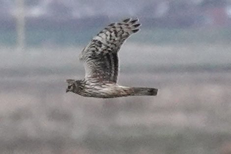 Stuart's birding tweet media