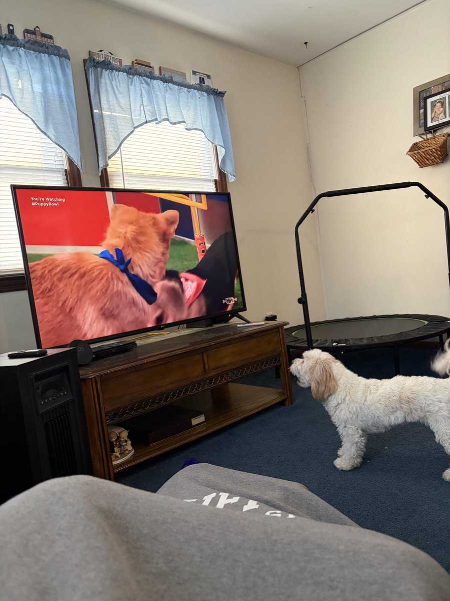 EricTMiller3's tweet photo. #PuppyBowl https://t.co/CrwAF3oQsM