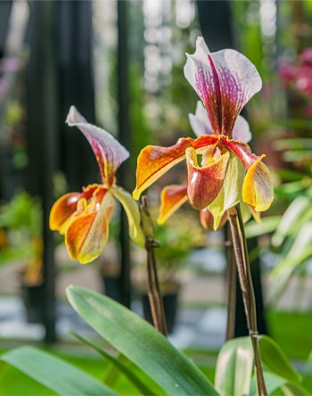 占いサロン順震(原宿当たる占い師5選、ヤフー占い売上No1占い師）1/24