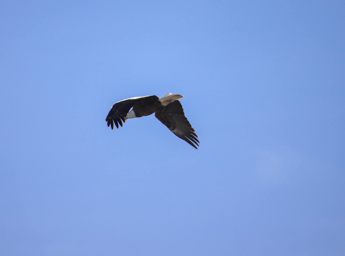 Airfemale14's tweet image. 🇺🇲 Kentucky 🦅 
#RuralAmerica