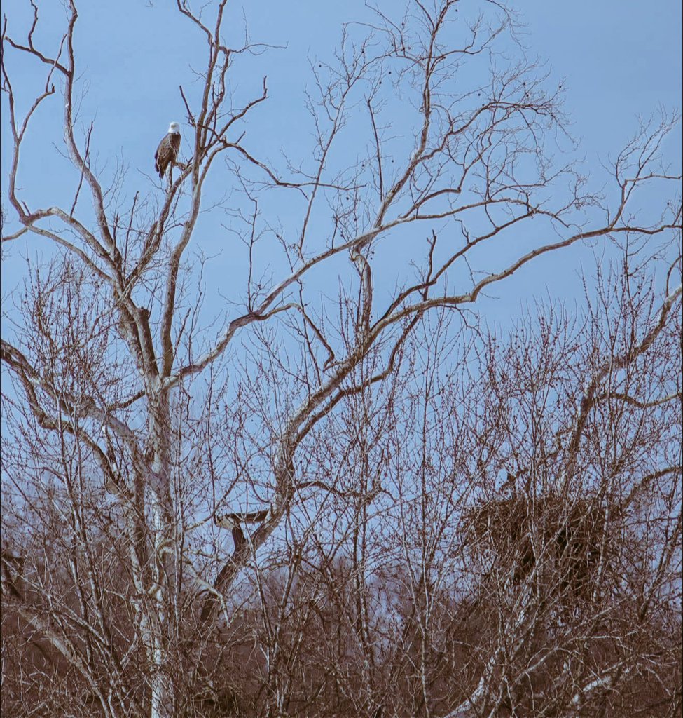 Airfemale14's tweet image. 🇺🇲 Kentucky 🦅 
#RuralAmerica