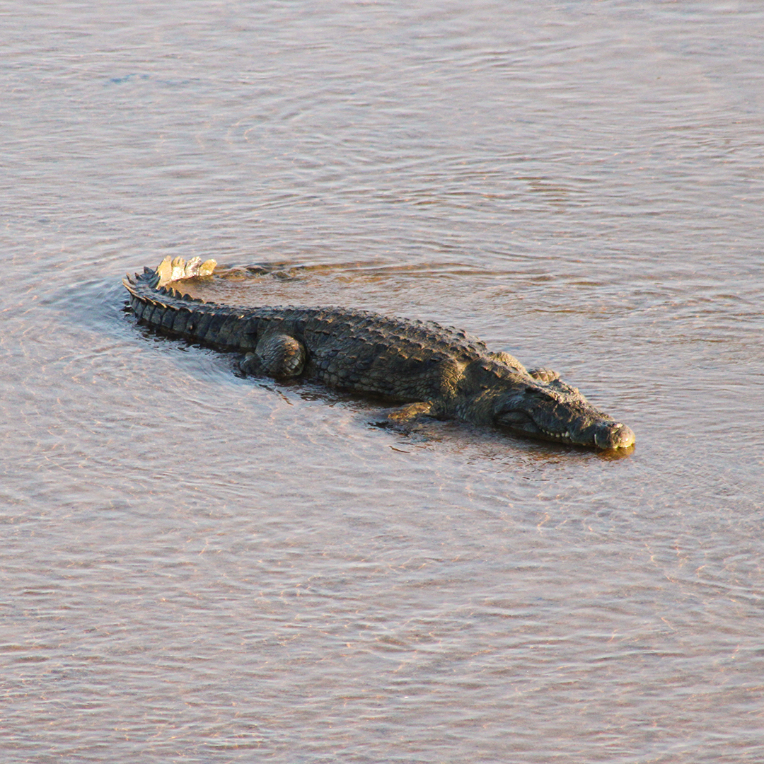 ShutterVista's tweet image. Spotted this massive crocodile stealthily gliding through the river in Kruger National Park – nature's ultimate ambush predator! Who's ready for a safari adventure? 

#KrugerNationalPark #Wildlife #Safari #WildlifePhotography #SouthAfrica #Nature