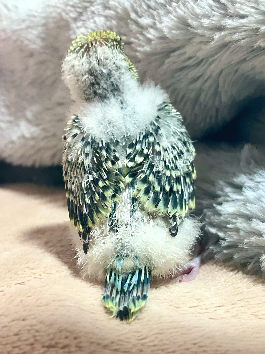 おはようございます
ふわもこのケツ曜日

小さな風切羽が生えてきました
#ジャンボセキセイインコ