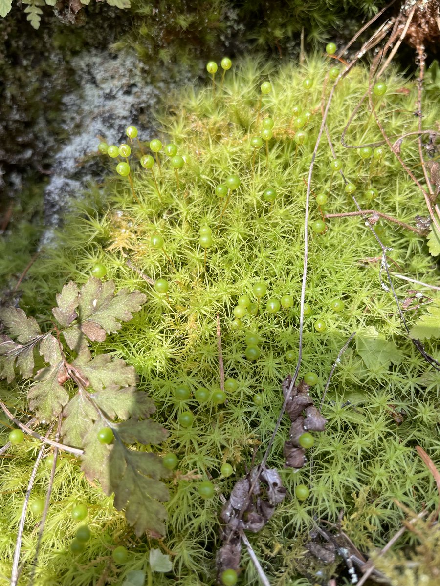 カワハヤ (@uu_nousonseitai) on Twitter photo 