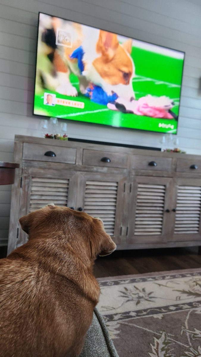 bull2929's tweet photo. @AnimalPlanet #PuppyBowl @AnimalPlanet Nugget watching Puppy Bowl 4th quarter action https://t.co/nm8ZcqEfU1
