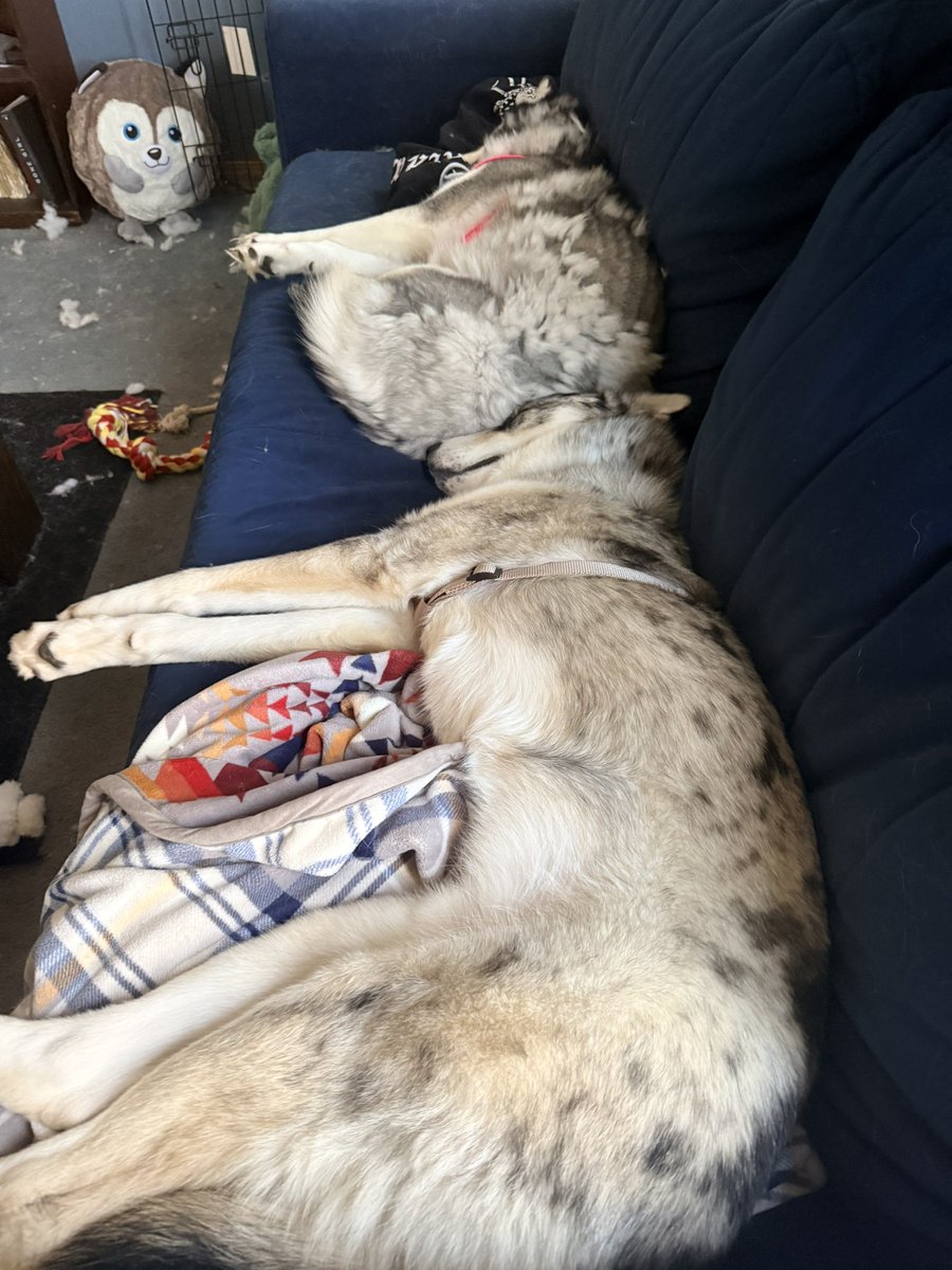 They’re peaceful when they aren’t destroying stuffed animals 💀