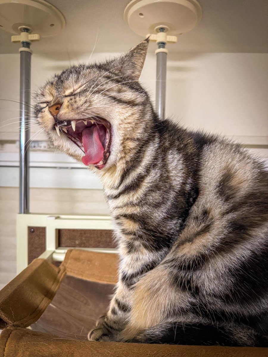 アメショーcat様 アメリカンショートヘア