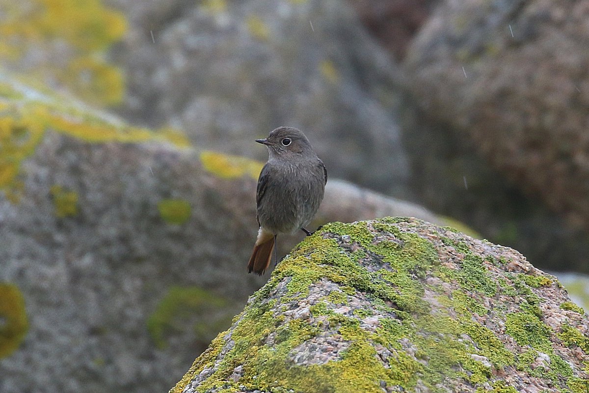 Paul Kelly tweet media