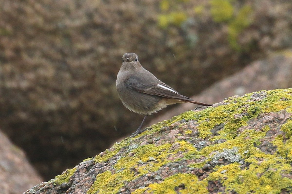 Paul Kelly tweet media